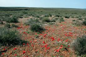 Image result for Daubenya