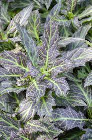 Image result for Gynura pseudochina