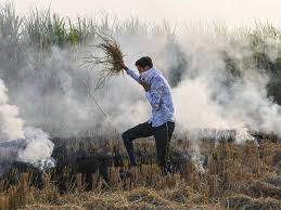 Punjab Records 24 Increase In Farm Fires No Challan