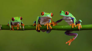Explore frog wallpaper free on wallpapersafari | find more items about animated frog wallpaper for computer, hd frog wallpaper, frog wallpaper for walls. Frog Aesthetic Wallpaper Pc Frog Wallpapers Top Free Frog Backgrounds Wallpaperaccess You Can Also Upload And Share Your Favorite Aesthetic Frog Wallpapers Tamala Wand