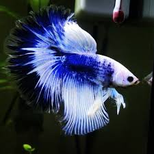 #betta #female betta #bettablr #halfmoon betta #fishblr. Beautiful Marble Halfmoon Betta Fish Credit To Betafighterfish On Instagram As The Owner Of This Photo Betta Fish Types Betta Fish Betta