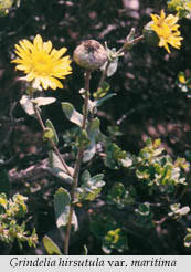 Image result for Gunillaea