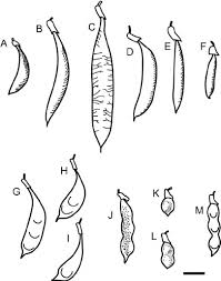 Image result for Dumasia