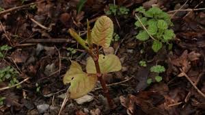 Fallopia japonica (houtt.) ronse decraene. Plougastel Daoulas La Renouee Du Japon Envahit Le Caro Quimper Maville Com