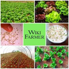 Dann wächst der salat nach und liefert nach zwei bis drei wochen erneut eine ansehnliche portion blätter. Wie Man Kopfsalat Anbaut Der Komplette Anbau Leitfaden Von Der Aussaat Bis Zur Ernte Wikifarmer