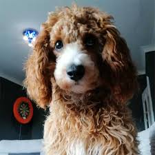 Welcome to petlog the uk's largest database for microchipped pets. Pettrac Official Uk Pet Microchip Database 24hr Reunification Database