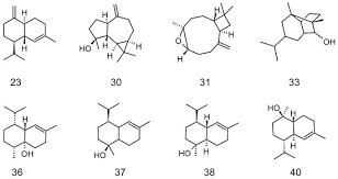 Image result for Euclasta condylotricha