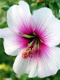 Pin On Flowers And Plants