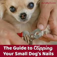 Simone added that her pe teachers are forever persuading her to cut her nails but she admits they'll never succeed, adding she now has a genuine fear of nail clippers. The Guide To Clipping Your Small Dog S Nails I Love My Chi
