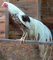 Ayam Onagadori Ayam Ternak Ayam Peternakan