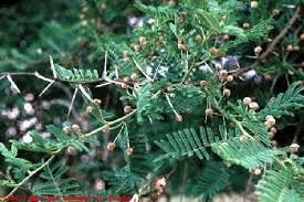 Image result for Acacia sieberiana