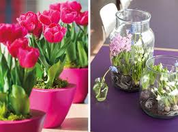 Perfecte in strat, in ghivece sau jardiniere, va vor bucura cu. Cum Trebuie Ingrijite Florile De PrimÄƒvarÄƒ Cu Bulbi Plantate In Ghiveci Adela Parvu Interior Design Blogger