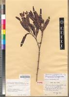 Image result for Mascarenhasia