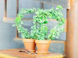 Creeping fig is an interesting addition to your home. 15 Types Of Indoor Climbing Plants Plant Index