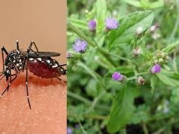 Demam denggi adalah penyakit berpotensi maut yang tersebar oleh nyamuk aedes aegypti yang dijangkiti. Rumput Tepi Rumah Ini Rupanya Herba Penawar Demam Denggi Memang Tak Sangka Mingguan Wanita