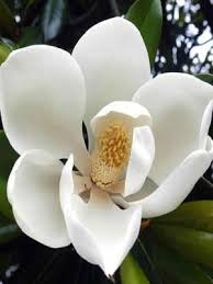 D D Blanchard Southern Magnolia Magnolia Flower Southern Magnolia Flower Photos