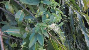 Image result for Merremia quinquefolia