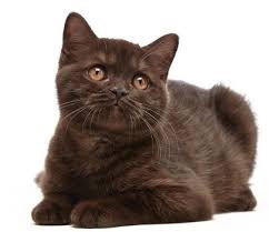 We did not find results for: Does The Color Of A Cat Matter To You Quora