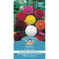 Mr Fothergill S Dahlia Pompon Mix Seeds Dahlia Summer Flowers Seeds