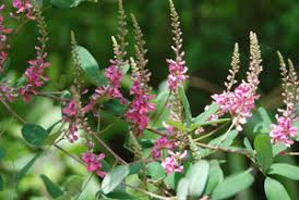 Image result for Indigofera antunesiana