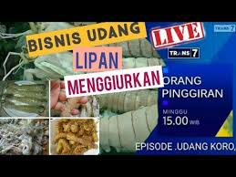 Duta visual nusantara tivi tujuh under transmedia which is one of the biggest media company based in jakarta trans7 broadcasts a wide range of programs such as entertainment, music concert, variety, talkshow, infotainment, kids program, documentaries. Udang Koro Udang Lipan Orang Pinggiran Trans7 Part 2 Youtube