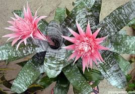 Image result for Aechmea