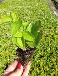 Check spelling or type a new query. Ison S Nursery Vineyard The Most Trusted Name In Muscadines