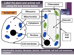 Animal cells do not have cell wall. Grade 12 Lesson 1 Intro Slideshare