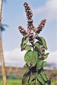 Image result for Platostoma strictum