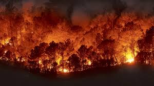 Depending on the type of vegetation present, a wildfire can also be classified more specifically as a forest fire, brush fire, bushfire (in australia), desert fire, grass fire, hill fire, peat fire, prairie fire, vegetation fi. Incendios Forestales Idear Imaginar Y Posibilitar Alternativas