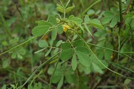 Image result for Senna tora