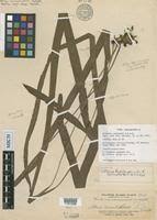 Image result for Vittaria guineensis