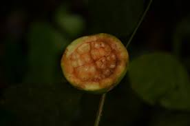 Image result for Rothmannia longiflora