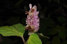 Image result for Achyrospermum