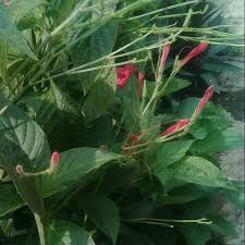 Marigold atau bunga yang terkenal dengan nama bunga gemi. Bunga Terompet Merah Hidup Shopee Indonesia