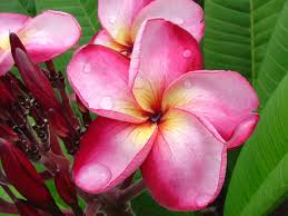 Plumeria Frangipani For Sale At Florida Colors Plumeria Nursery Plumeria Frangipani Growing Seeds