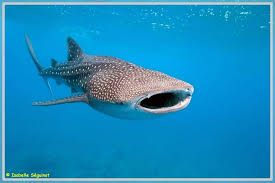 420 litres est un tres petit volume , et mme certains poissons de taille infrieur ont besoin de bien plus que a !!!! Le Requin Baleine Eleau Org