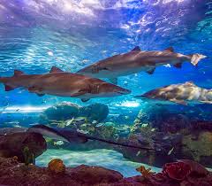 The Ultimate Guide To Ripley'S Aquarium Toronto