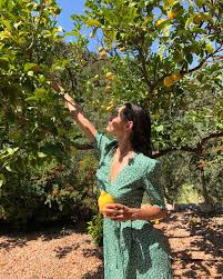 Download the perfect lemon tree pictures. Lemons Aesthetic And Summer Image 7699092 On Favim Com