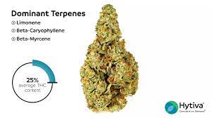 Lemon Cheesecake Strain Hybrid Cannabis Video Cbd Thc Terps Hytiva