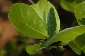 Image result for Xylotheca tettensis