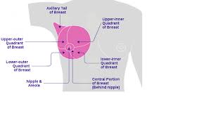 Anatomy of the breast kirby i. Breast Cancer Geeky Medics