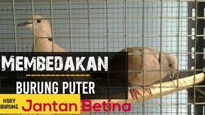 Burung ciblek merupakan salah satu jenis burung perkicau dengan body kecil seperti burung pleci. Download Ciri Ciri Perbedaan Derkuku Jantan Dan Betina Yang Akurat 2 Download Lagu Mp3 Gratis