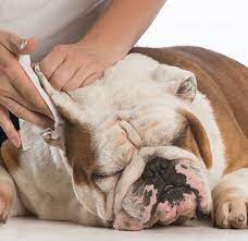 But, for the most part, vets advise going with a solution specially designed for cleaning ears, rather than using a homemade. How To Clean A Dog S Ears American Kennel Club
