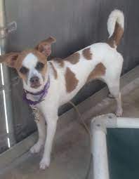 Adopt Rhonda On Petfinder Pet Adoption Dog Adoption Chihuahuas For Adoption