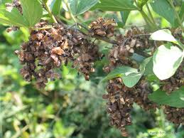 Image result for Flemingia