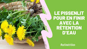 Les Bienfaits Du Pissenlit Contre La Retention D Eau Retention D Eau Pissenlit Feuilles De Pissenlit