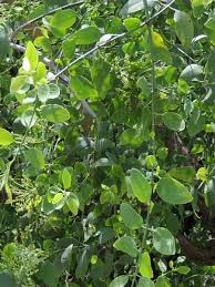 Image result for Hippocratea