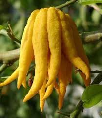 Epingle Sur Jardin Japonais