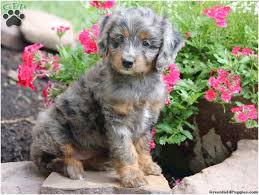 Visit us now to find your dog. Aussiedoodle Puppies For Sale Near Me
